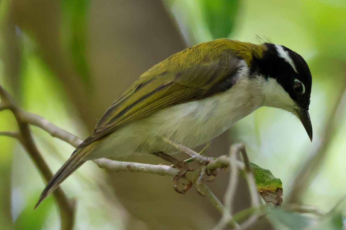 White-throated Honeyeater - ML625470465