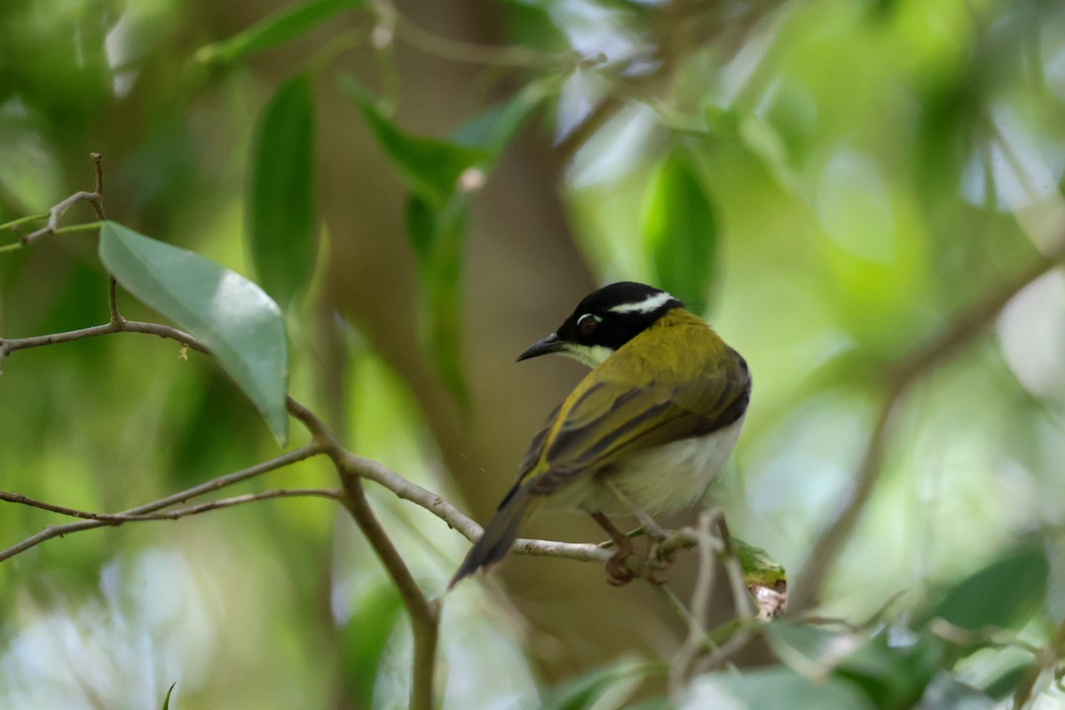 White-throated Honeyeater - ML625470466