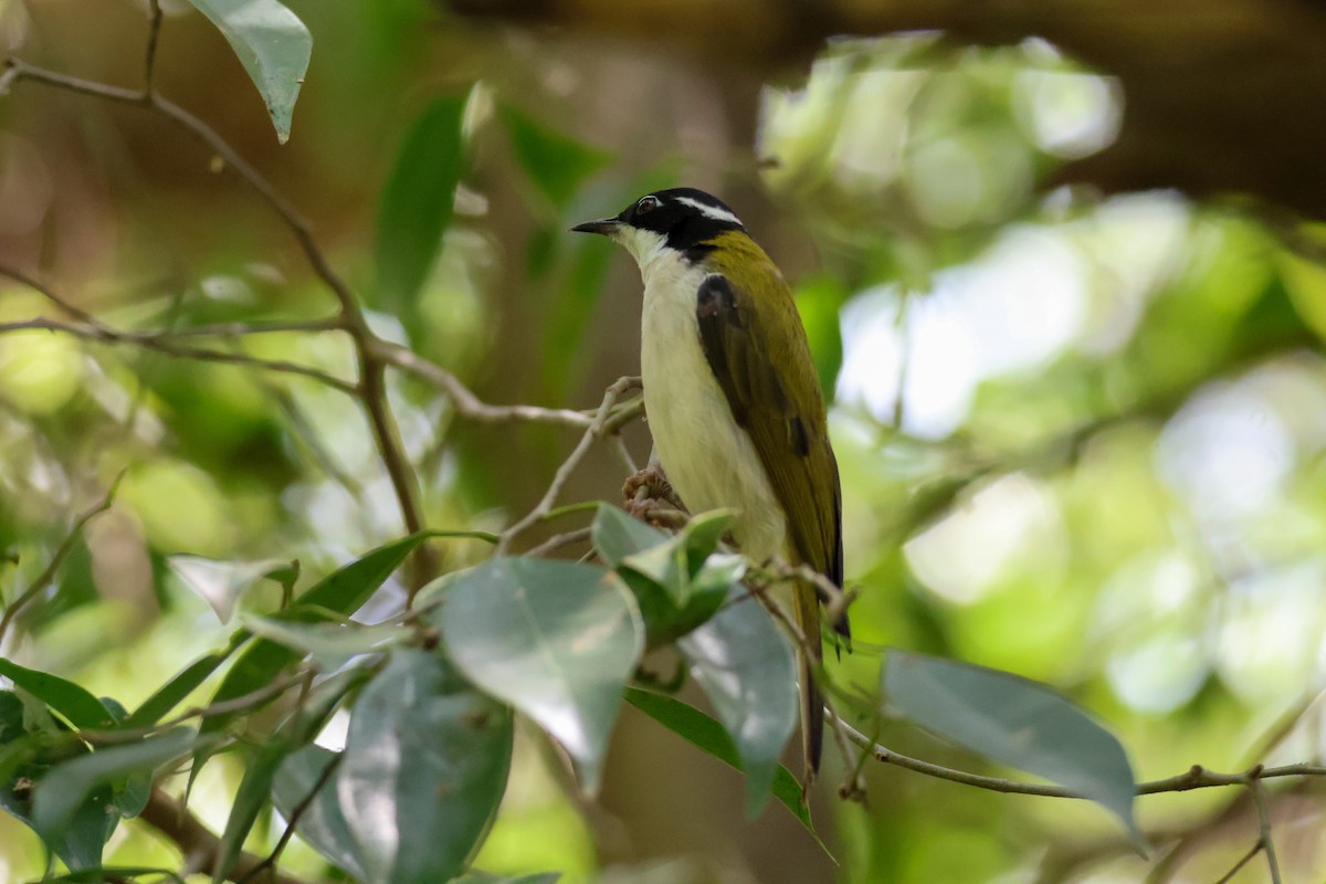 White-throated Honeyeater - ML625470467