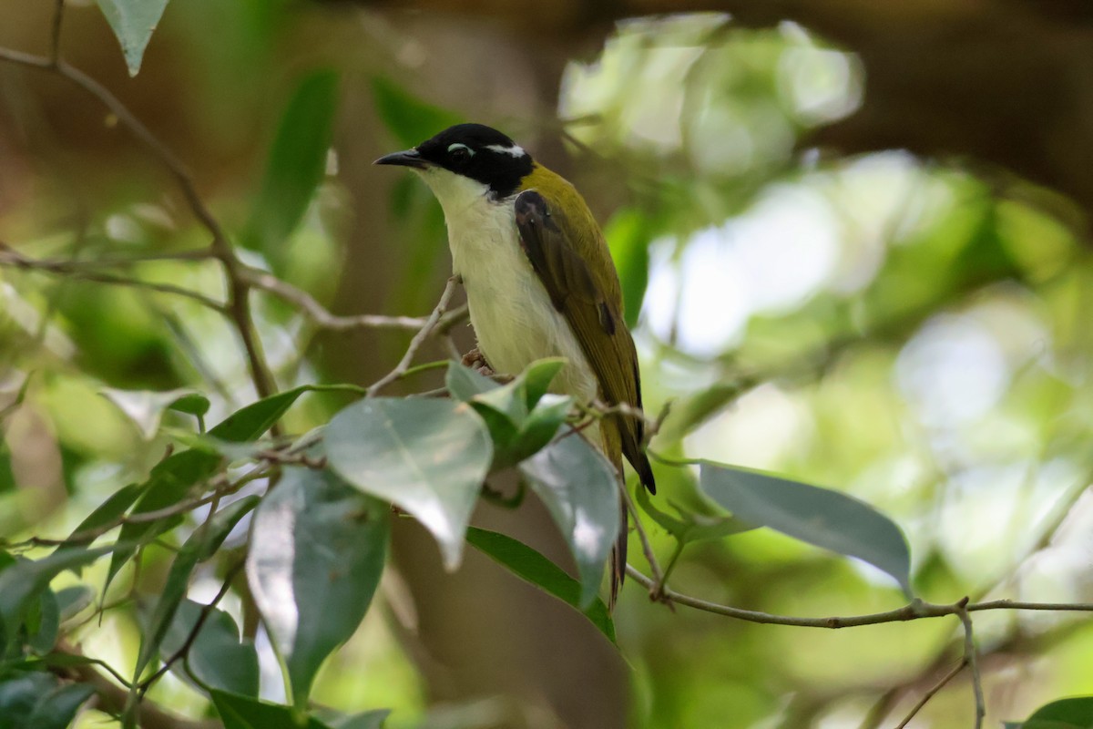 White-throated Honeyeater - ML625470468