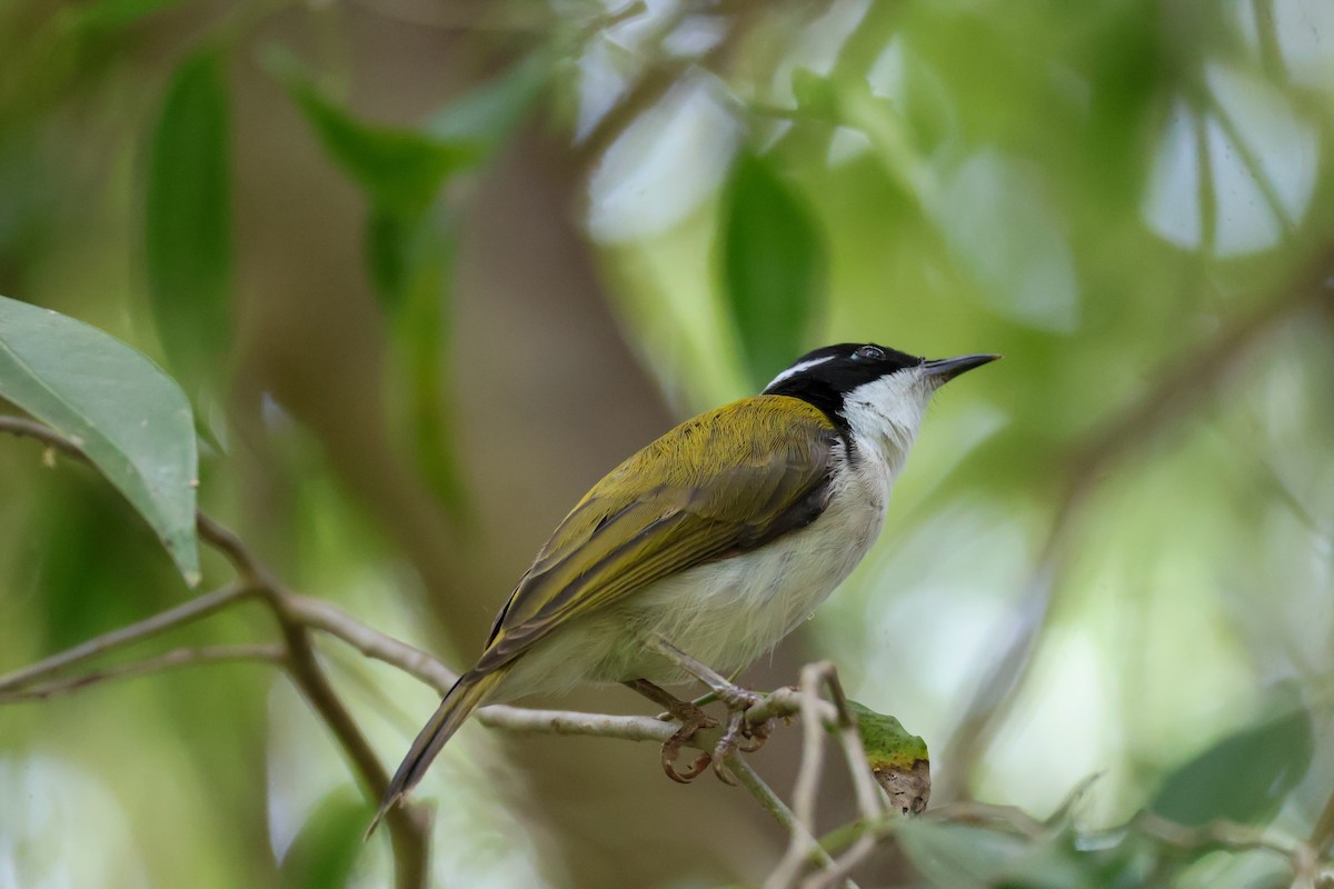 White-throated Honeyeater - ML625470469