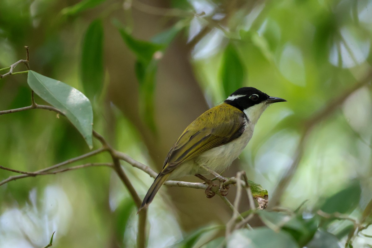 White-throated Honeyeater - ML625470470