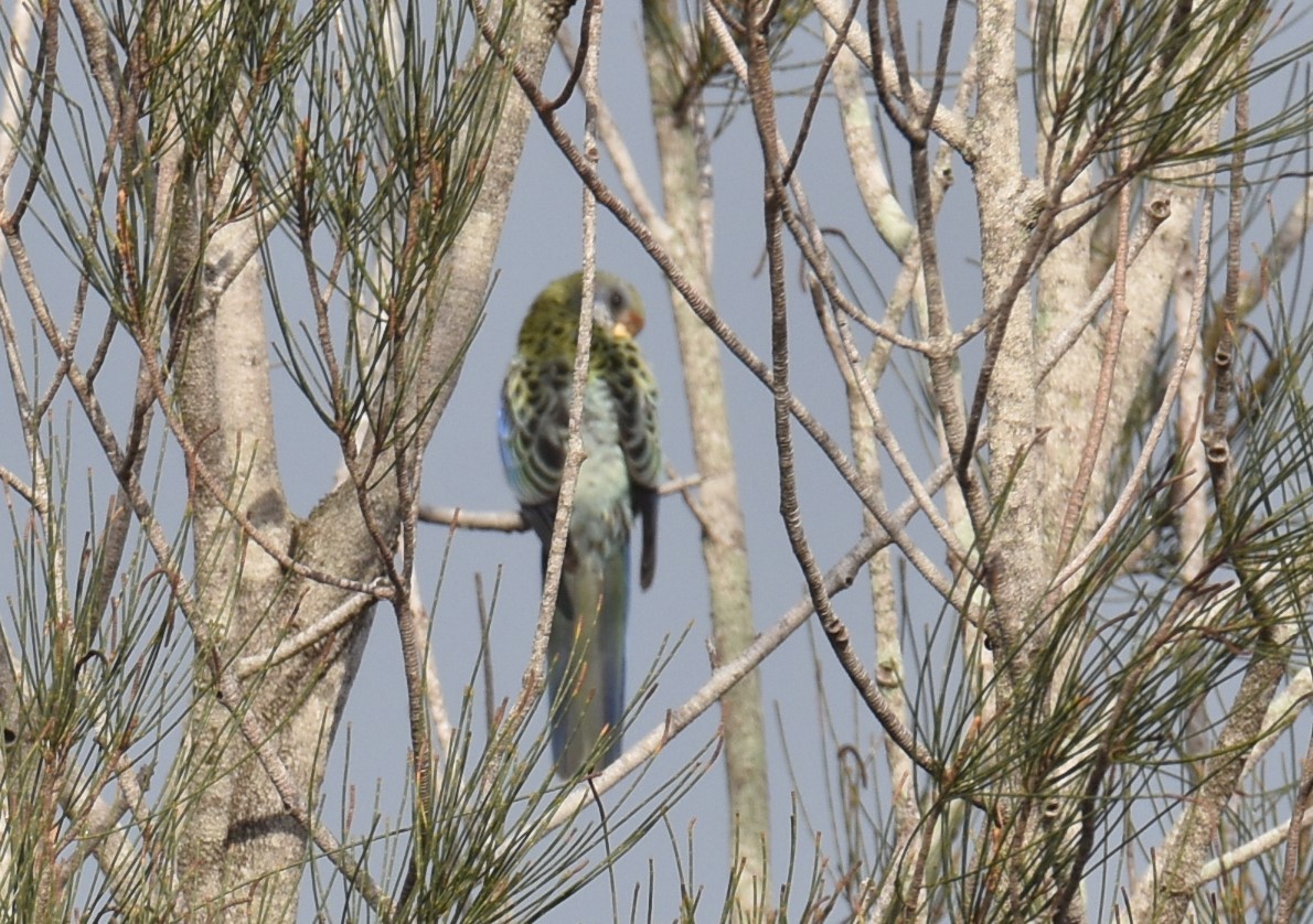 Pale-headed Rosella - ML625470518