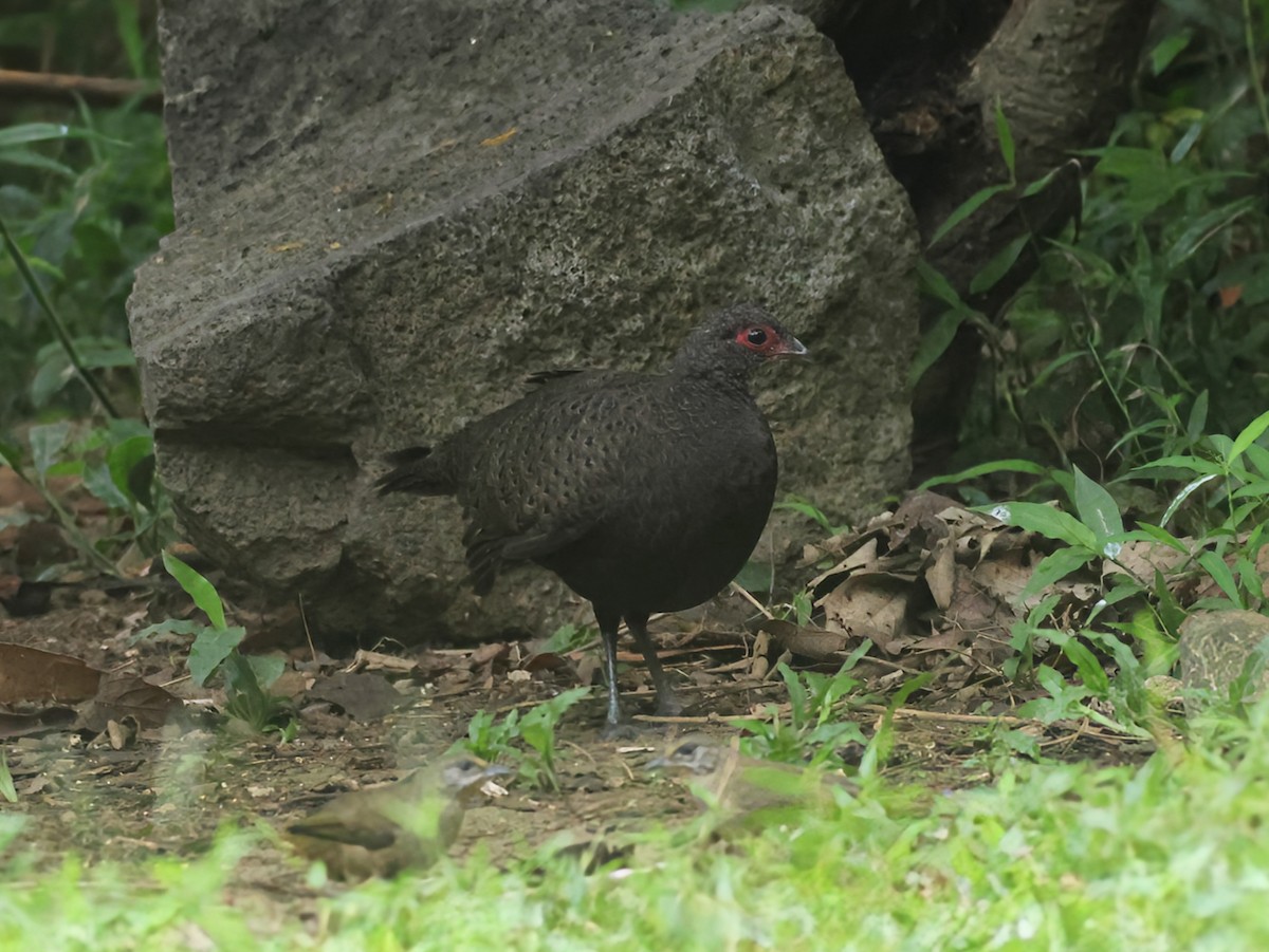 Germain's Peacock-Pheasant - ML625470548