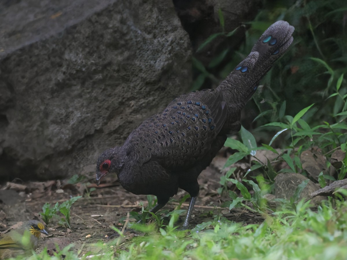 Germain's Peacock-Pheasant - ML625470549