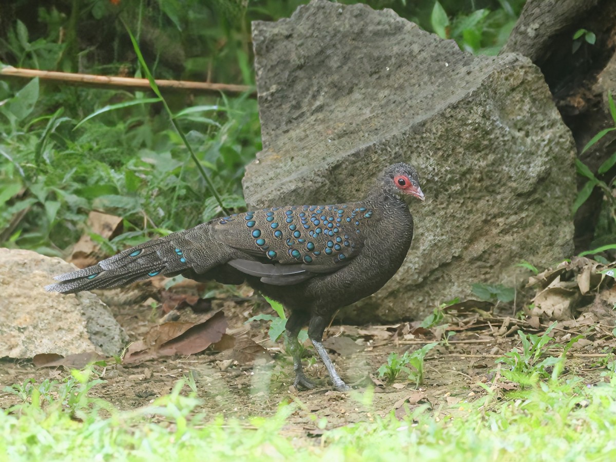 Germain's Peacock-Pheasant - ML625470551