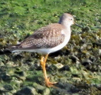 Lesser Yellowlegs - ML625470655