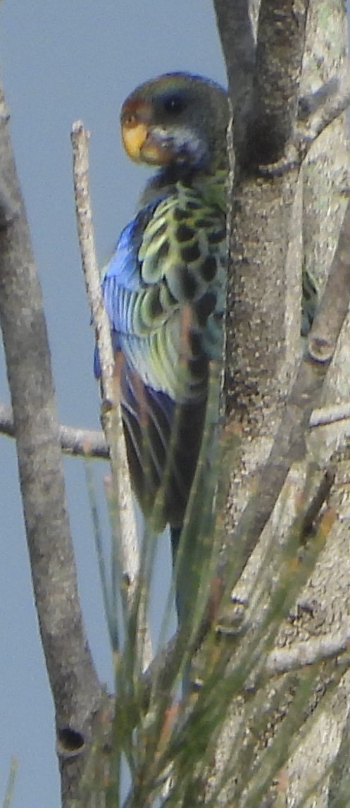 Pale-headed Rosella - ML625470686