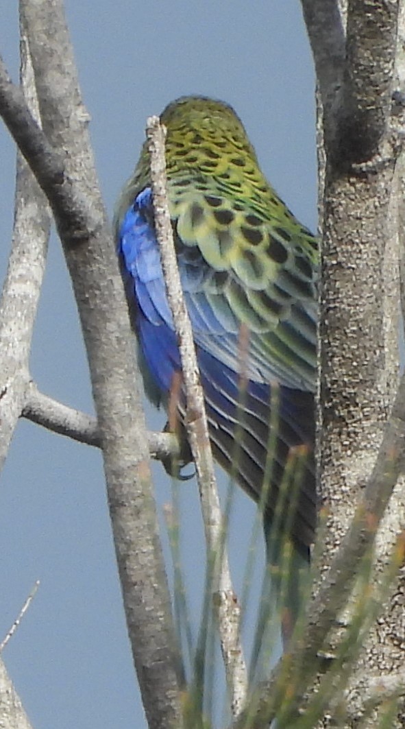 Pale-headed Rosella - ML625470687