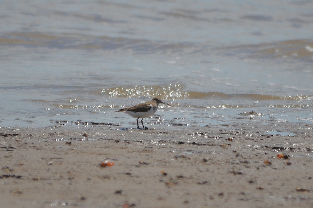 Common Sandpiper - ML625470709