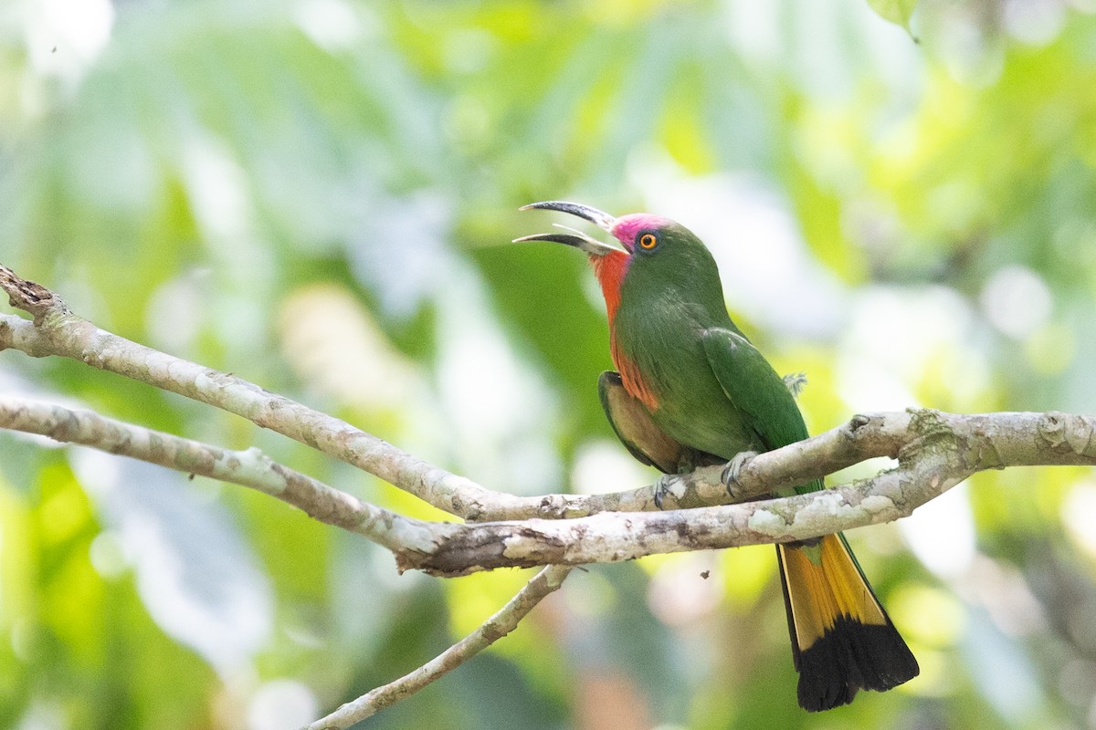 Red-bearded Bee-eater - ML625470742