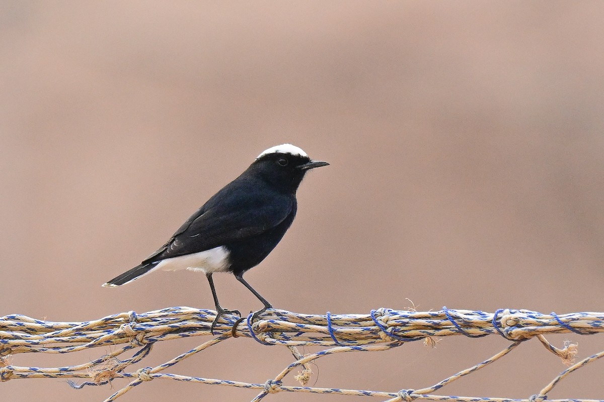 White-crowned Wheatear - ML625470744