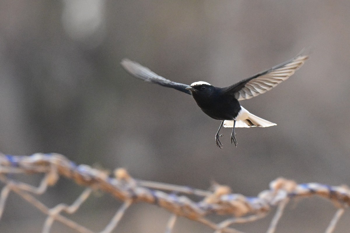White-crowned Wheatear - ML625470746
