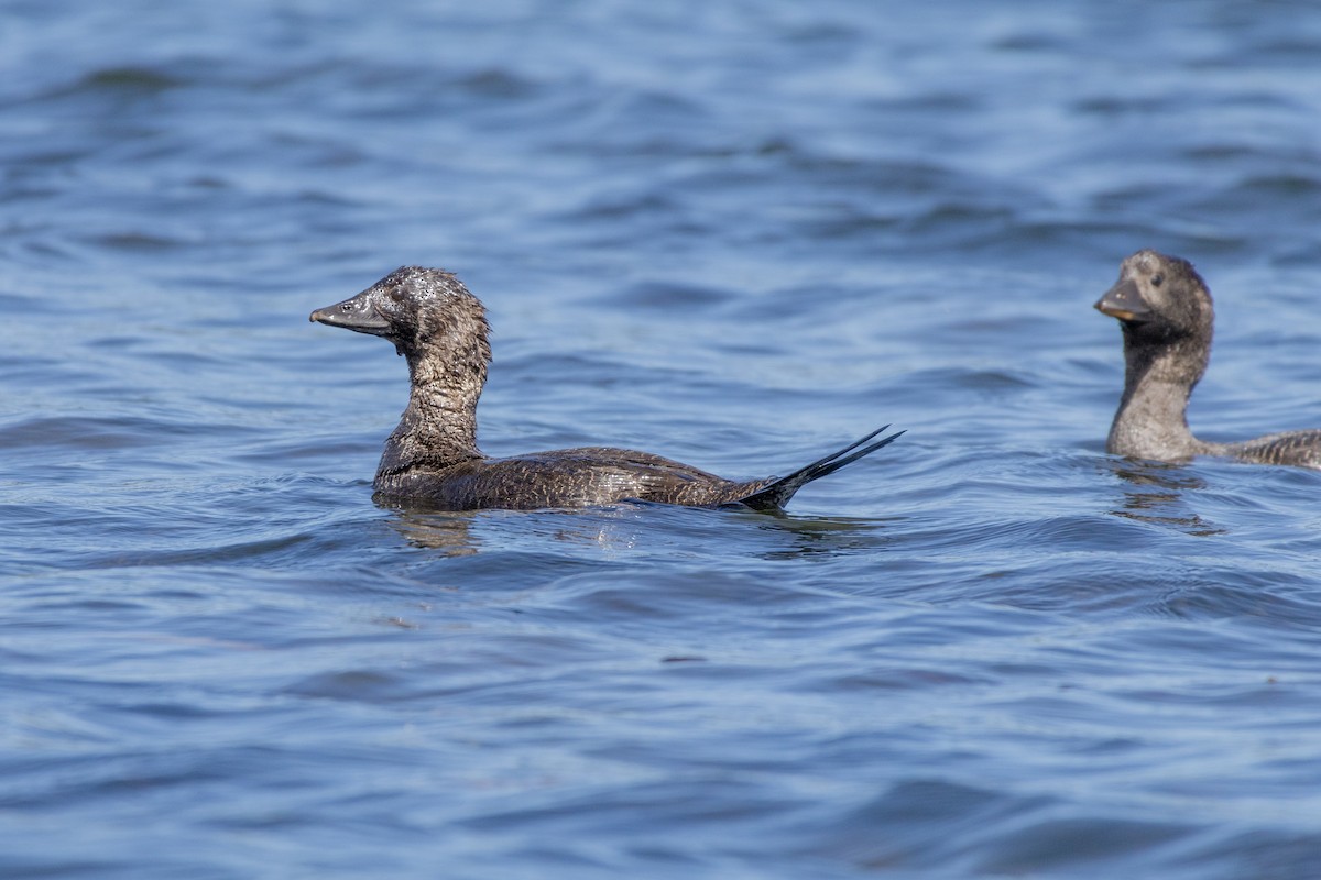 Musk Duck - ML625470759