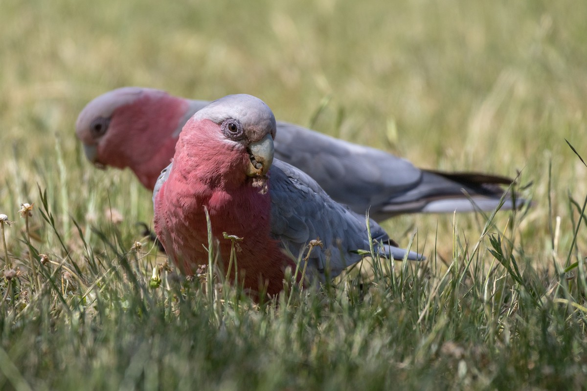 Galah - ML625470770