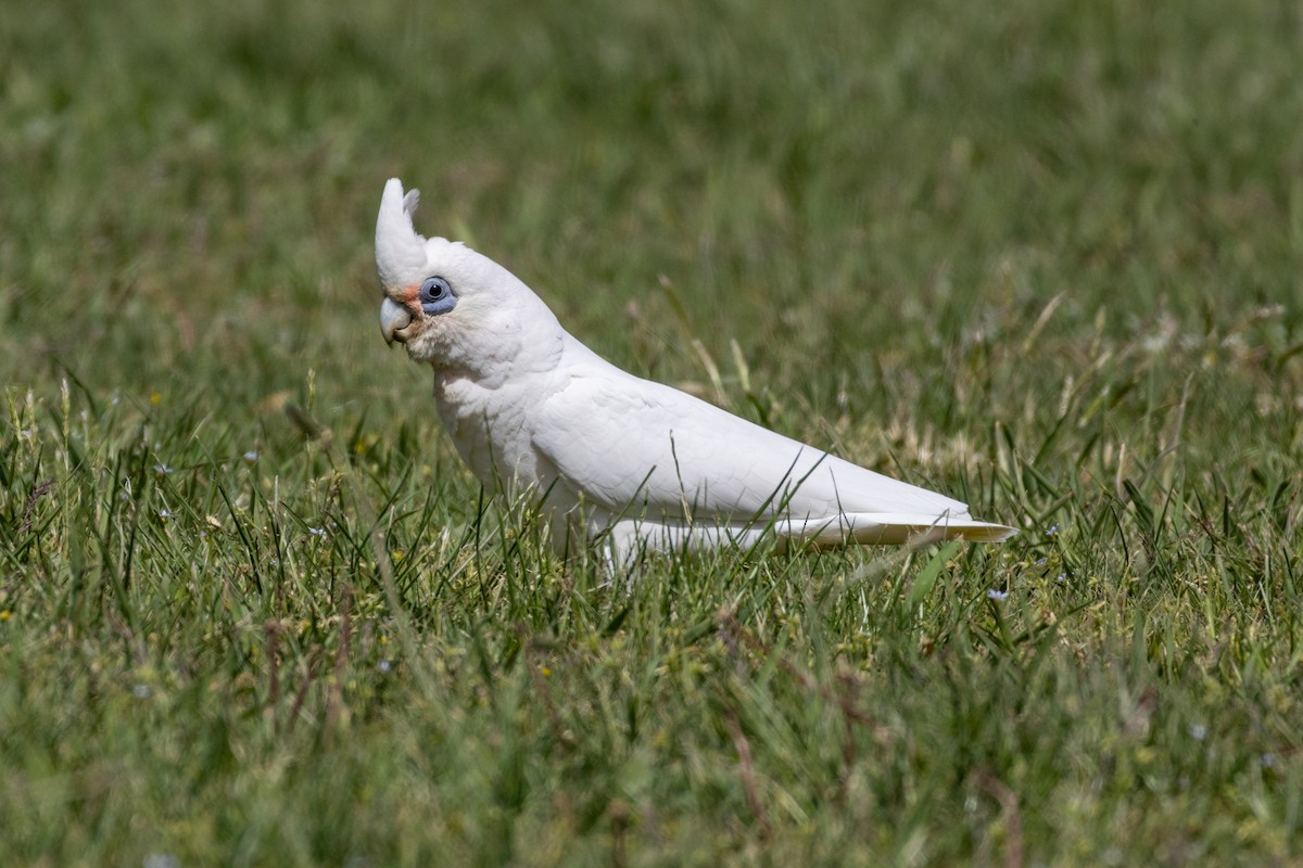 Little Corella - ML625470774