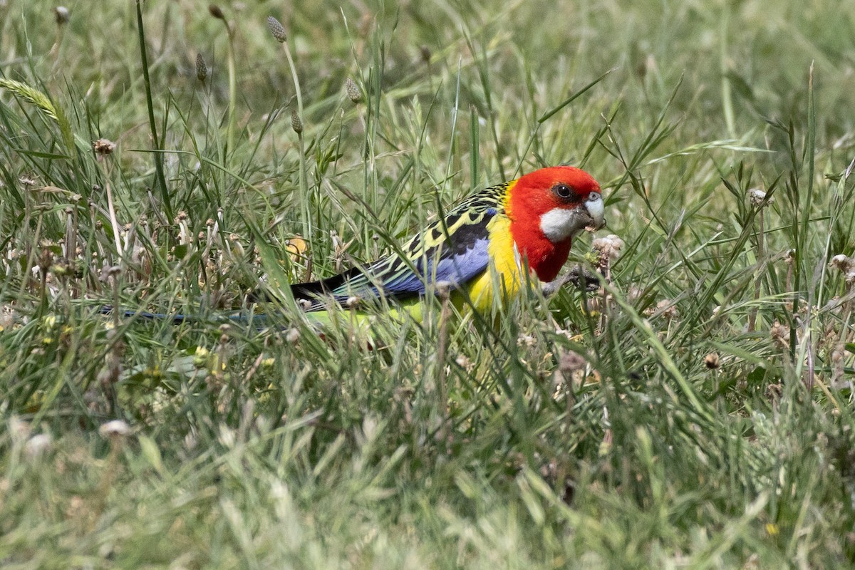 Eastern Rosella - ML625470775