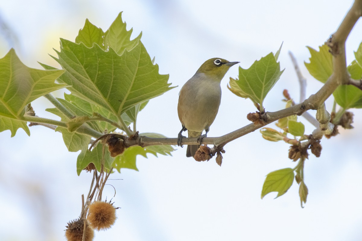 Silvereye - ML625470778