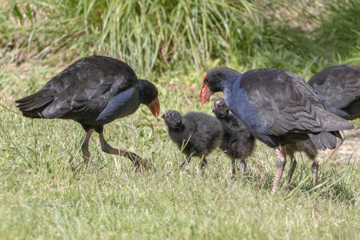 Australasian Swamphen - ML625470783