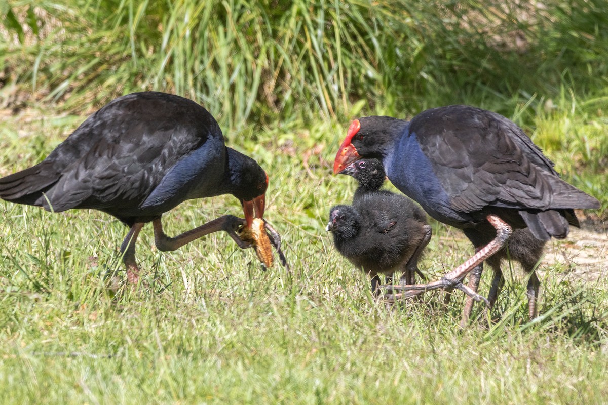 Australasian Swamphen - ML625470784