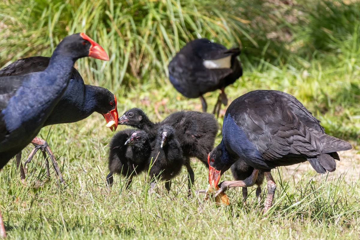 Australasian Swamphen - ML625470785