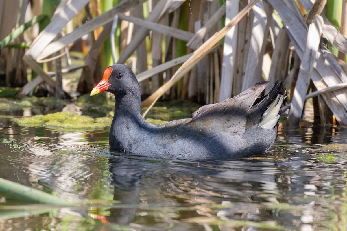 Dusky Moorhen - ML625470787