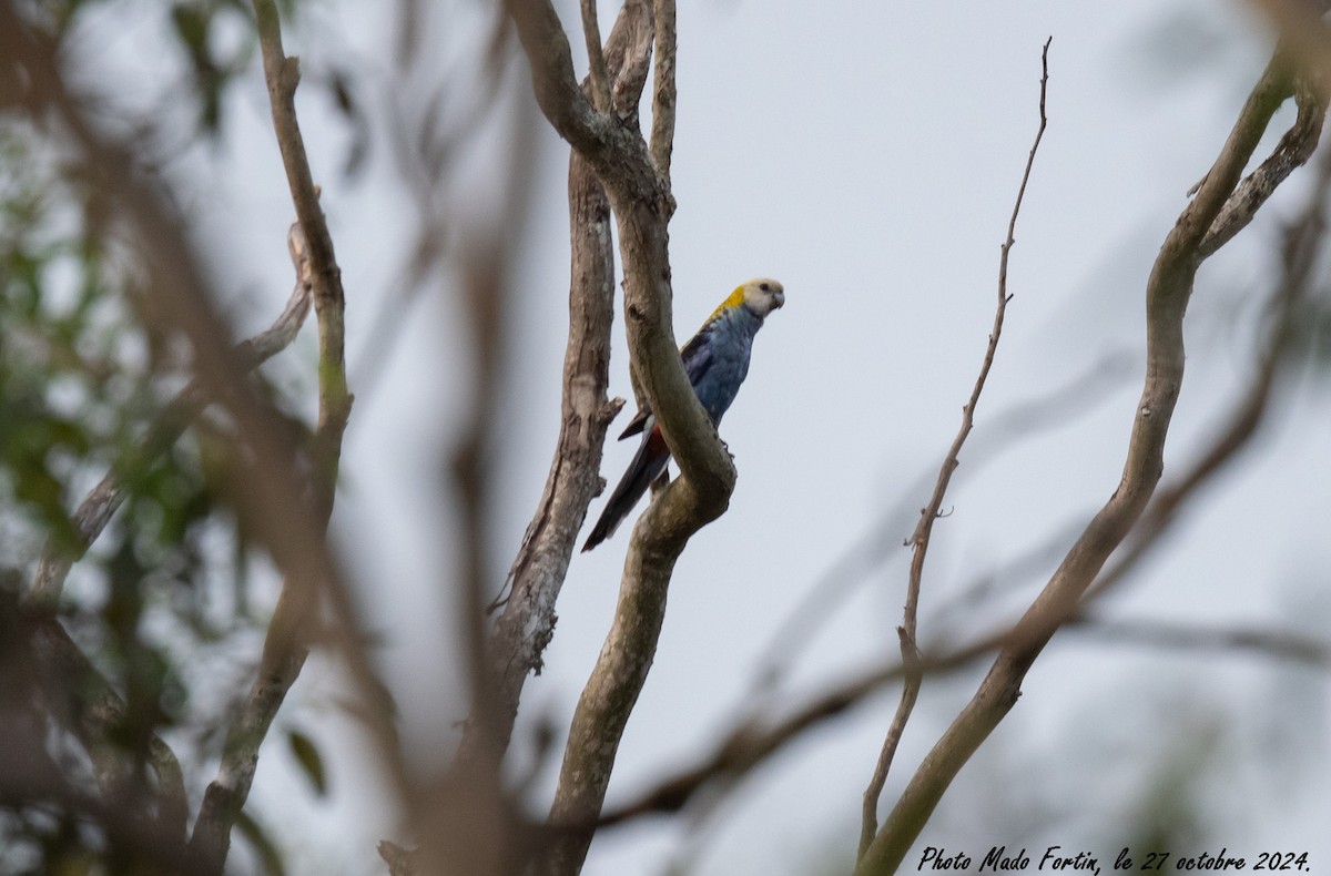 Pale-headed Rosella - ML625470917