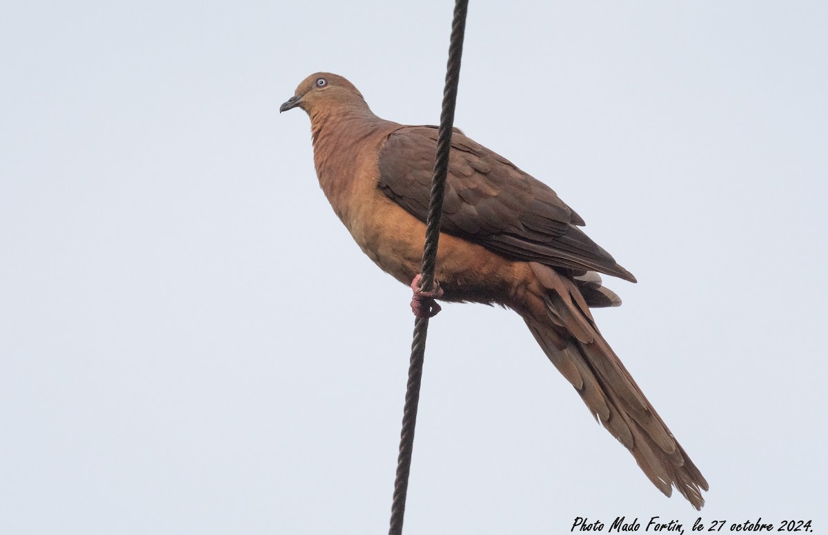 Brown Cuckoo-Dove - ML625471026