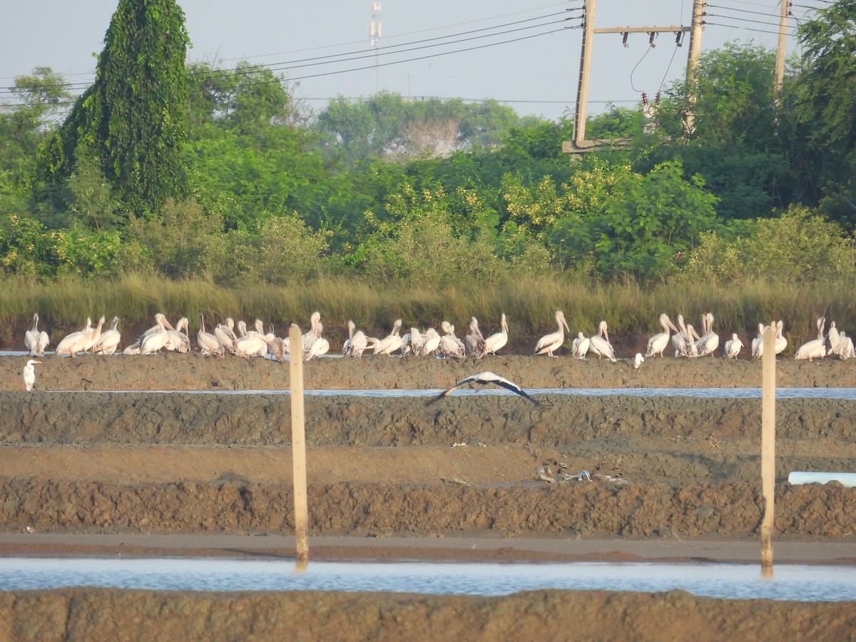 Spot-billed Pelican - ML625471103