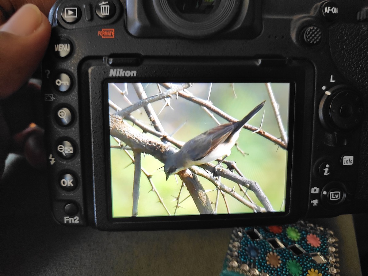 Lesser Whitethroat - ML625471125