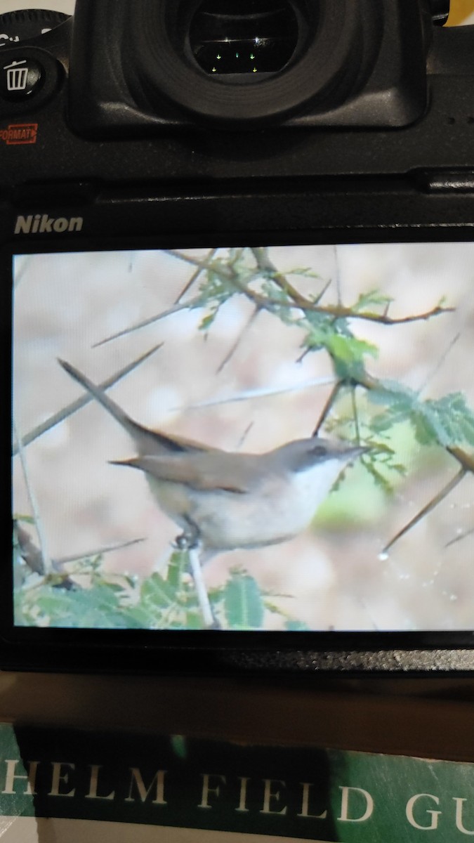Lesser Whitethroat - ML625471129