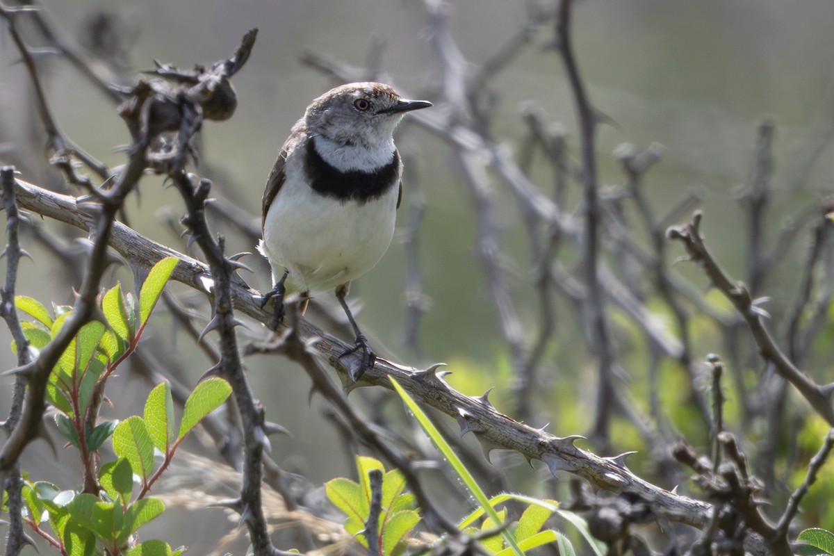 White-fronted Chat - ML625471186