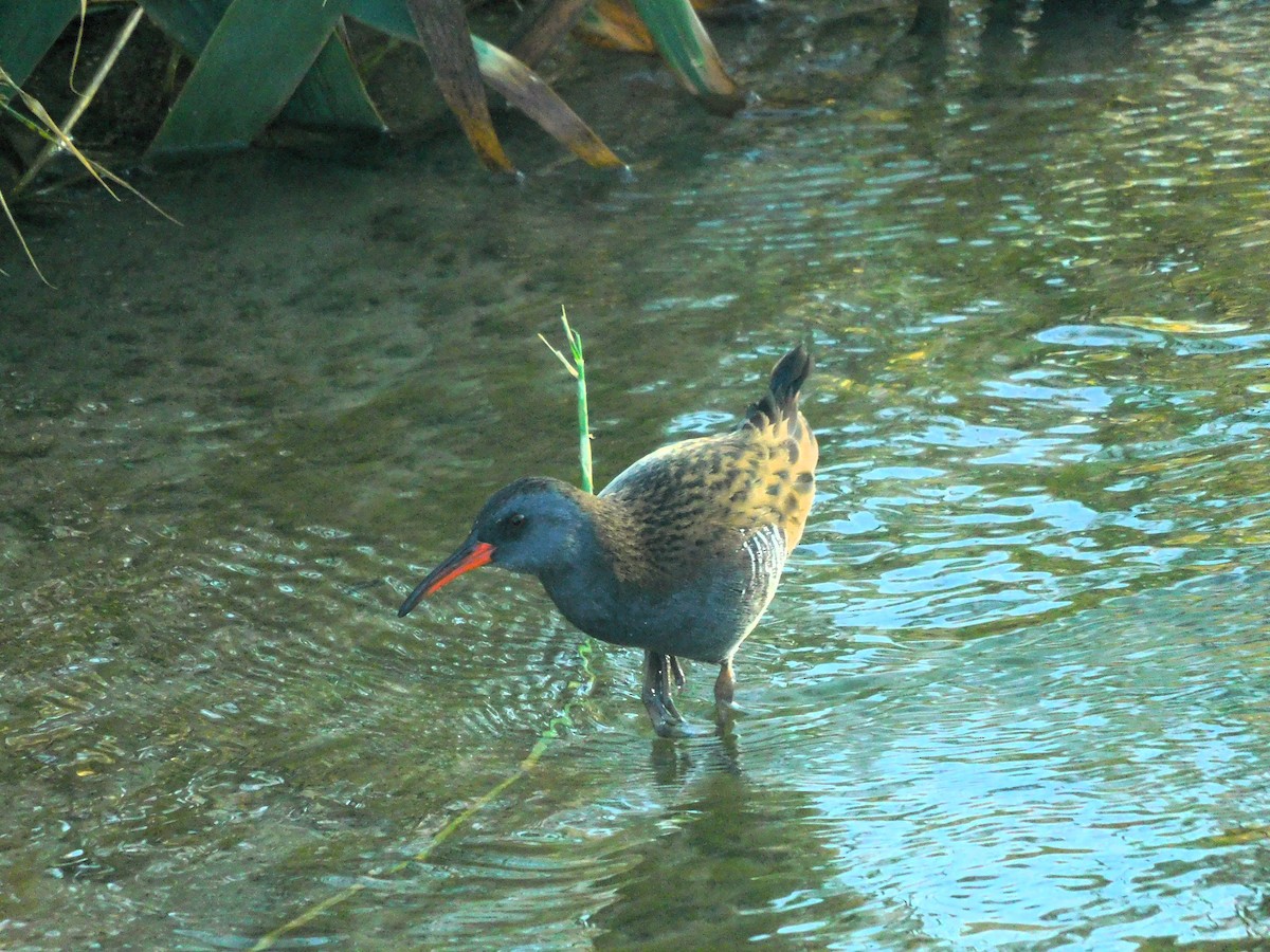 Water Rail - ML625471226