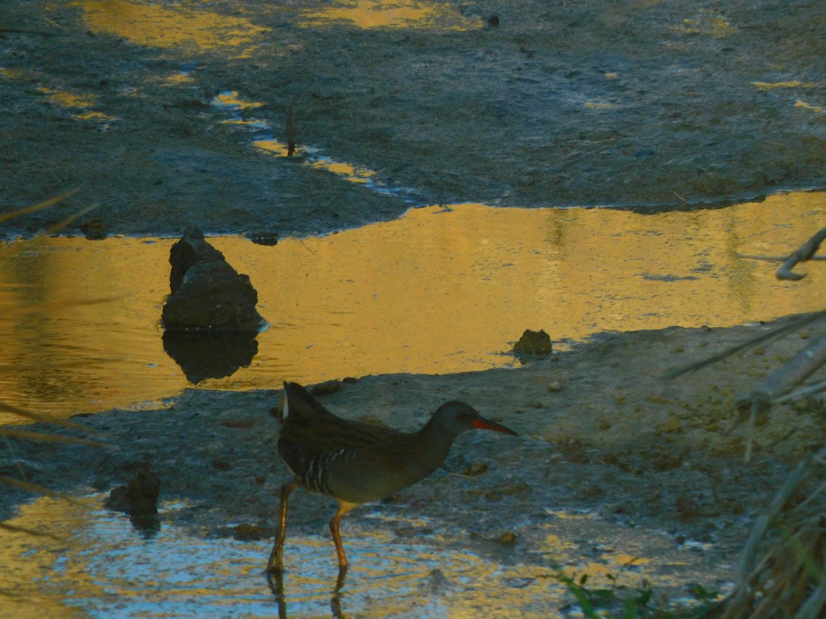 Water Rail - ML625471233