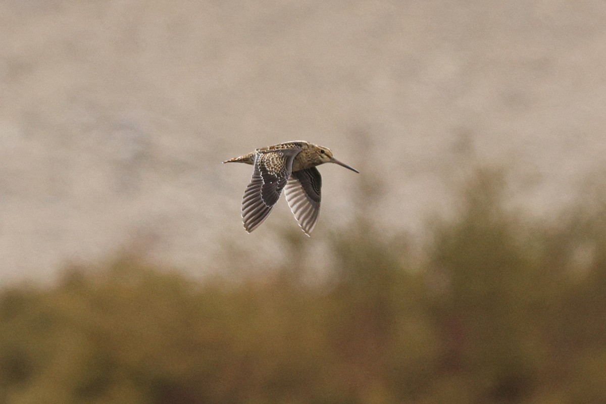 Pin-tailed Snipe - ML625471291