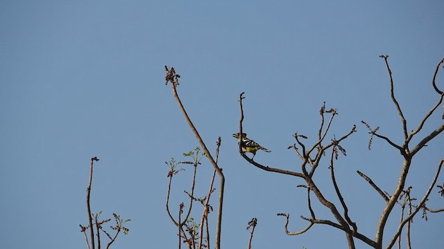 Crested Barbet - ML625471305
