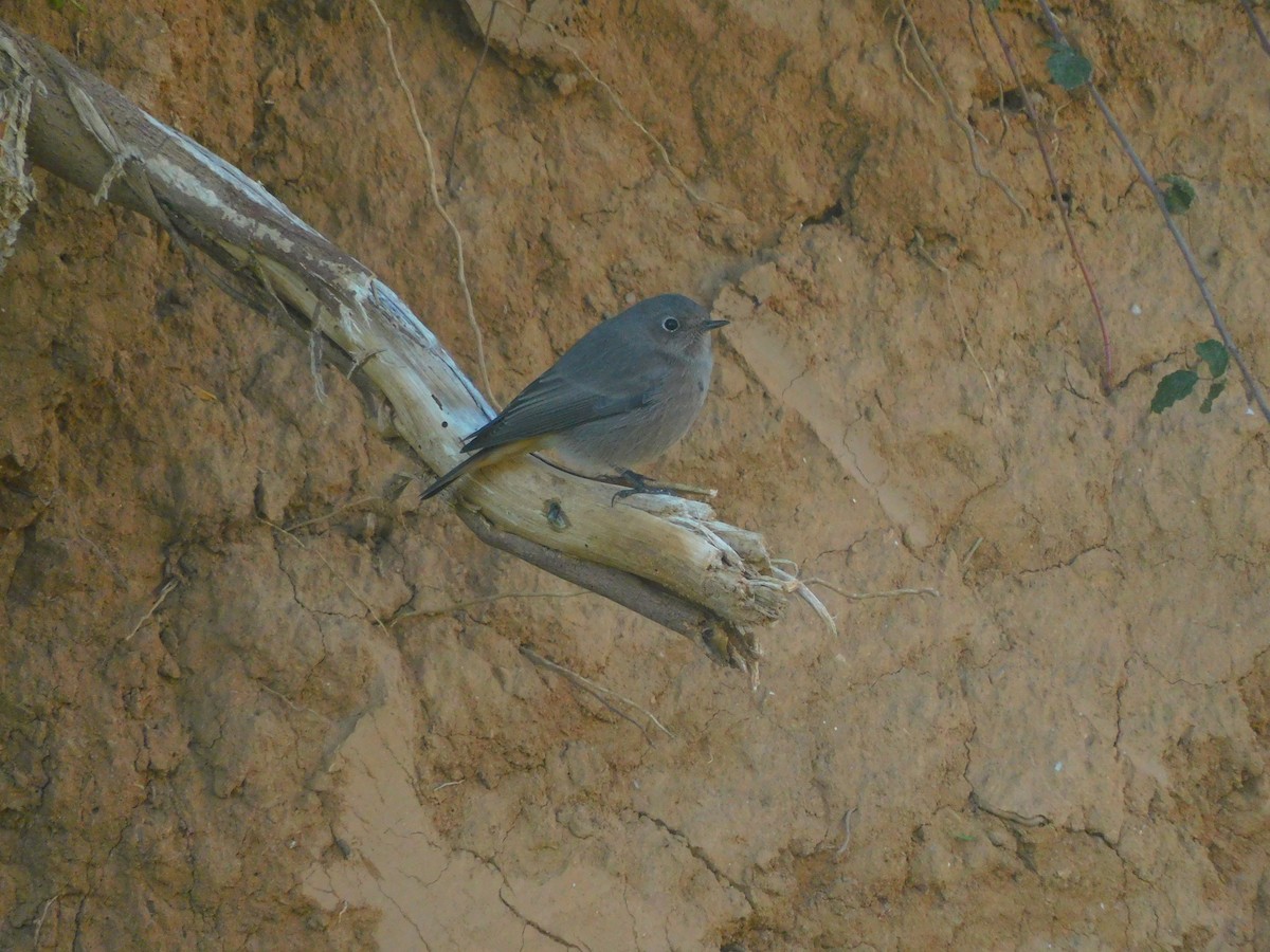 Black Redstart - ML625471321