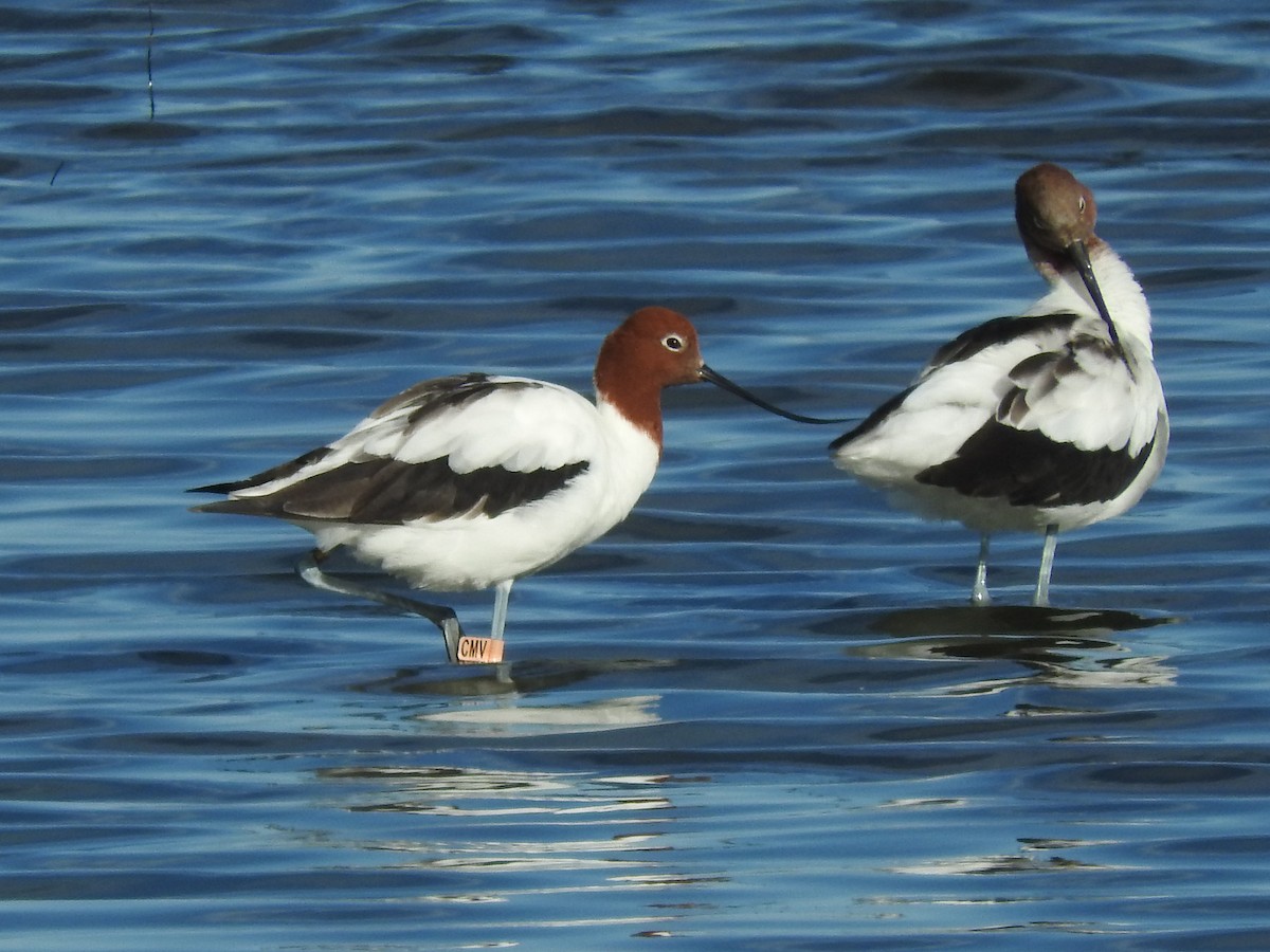 Red-necked Avocet - ML625471338