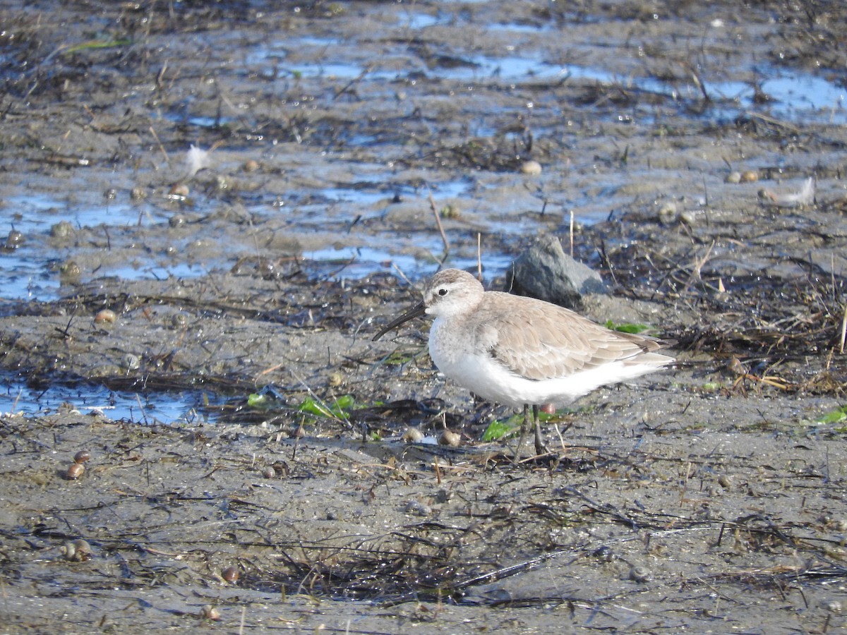 Curlew Sandpiper - ML625471339