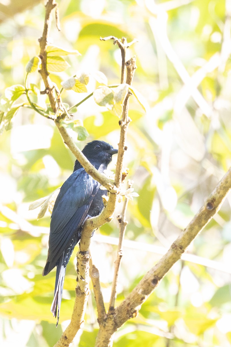 Square-tailed Drongo-Cuckoo - ML625471411