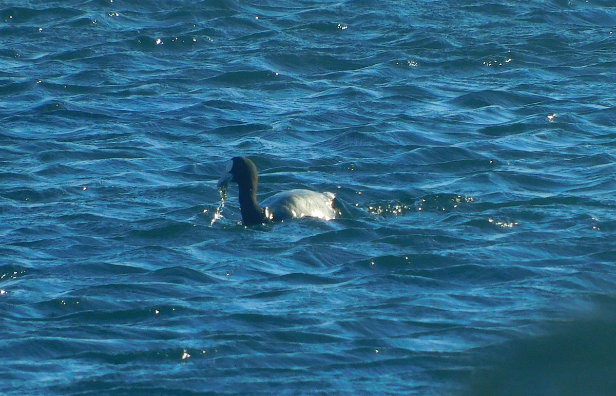 Eurasian Coot - ML625471416