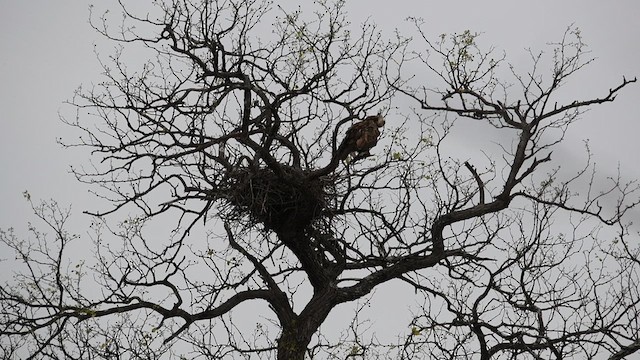 Tawny Eagle - ML625471429