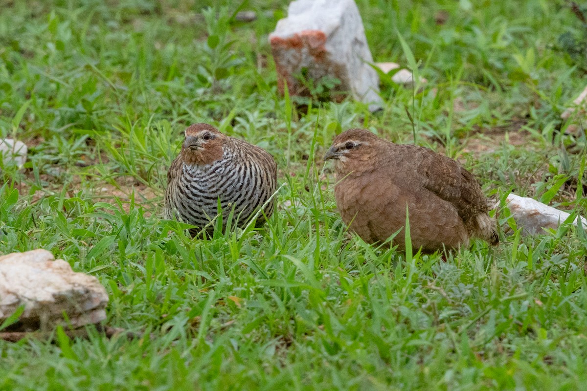 Rock Bush-Quail - ML625471501