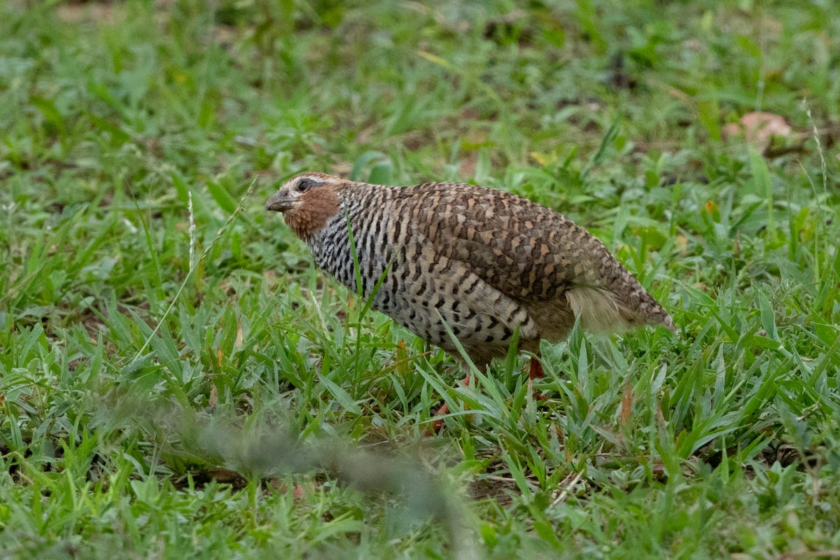 Rock Bush-Quail - ML625471506