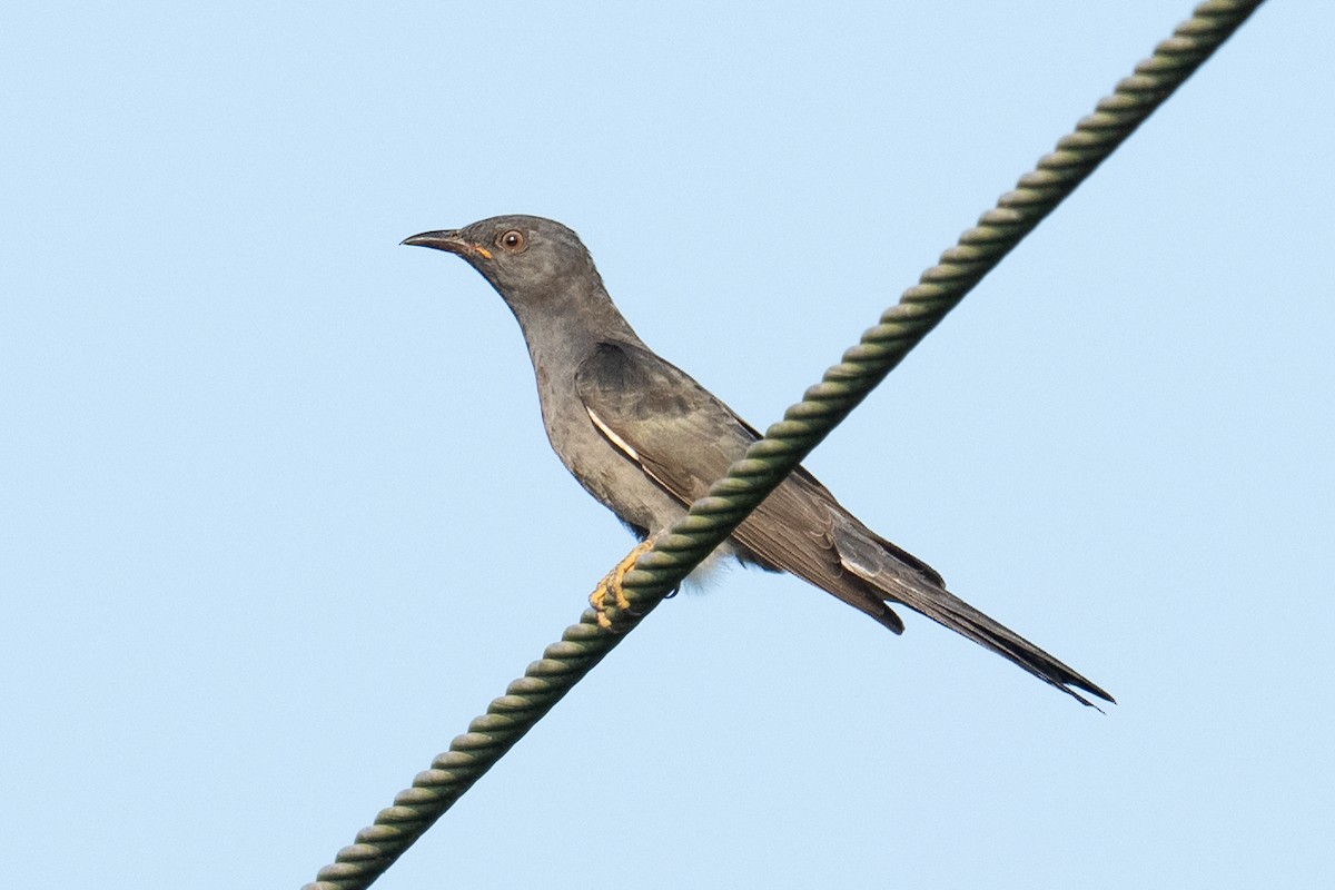 Gray-bellied Cuckoo - ML625471541