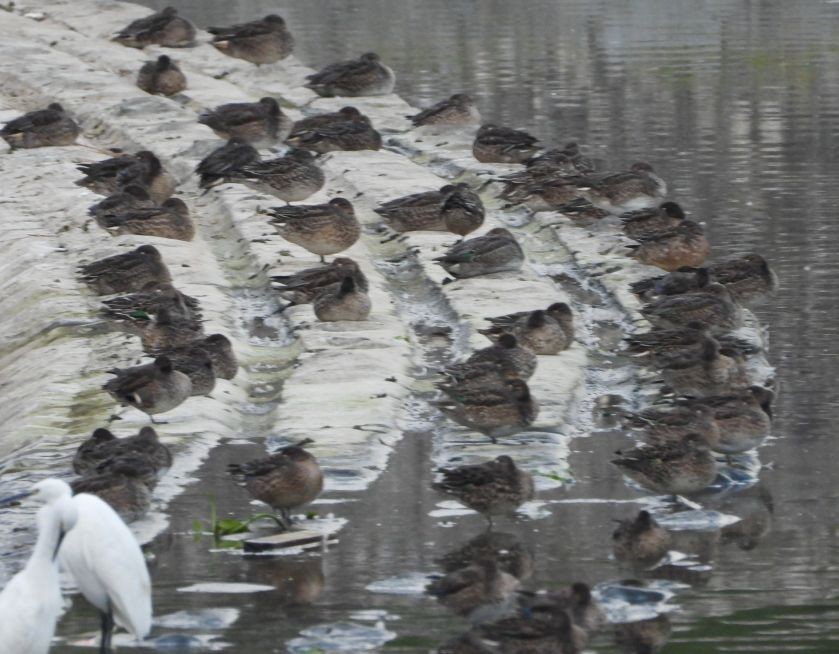 Green-winged Teal - ML625471572