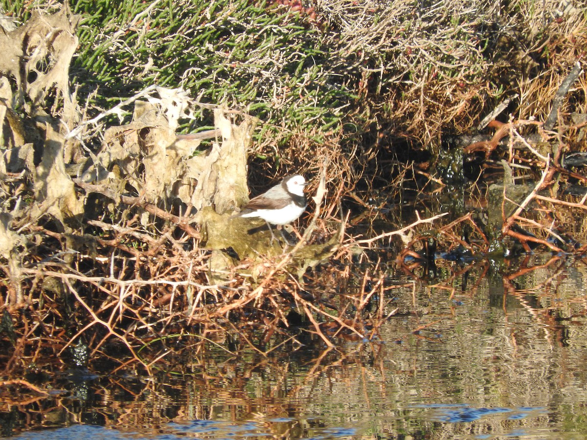 White-fronted Chat - ML625471606