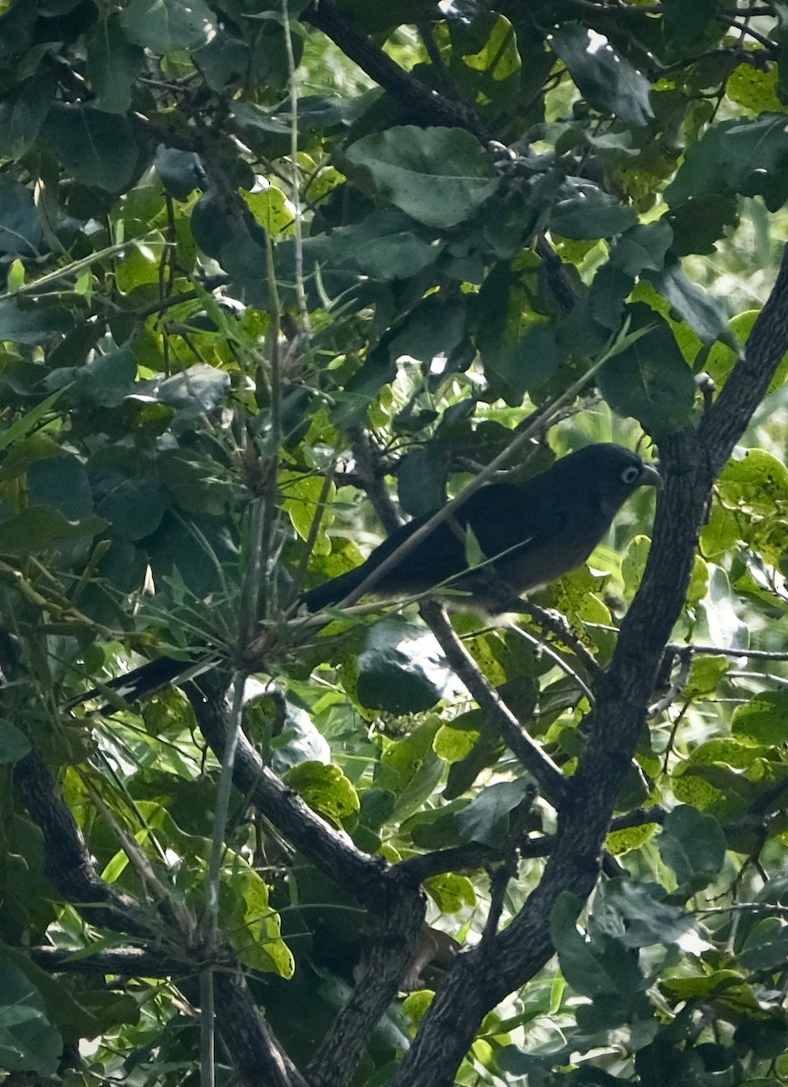 Blue-faced Malkoha - Udaya Joisa