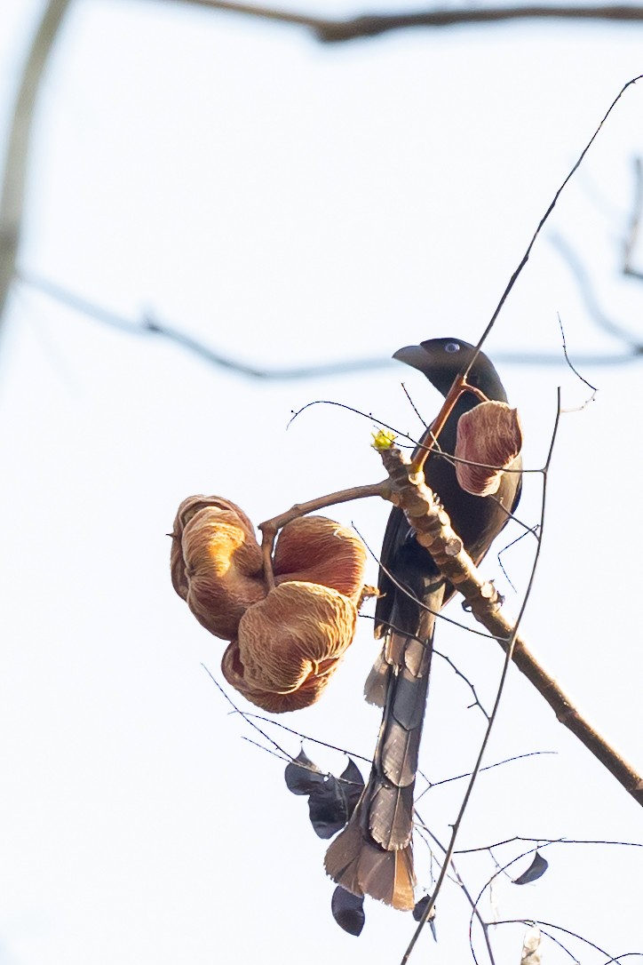 Racket-tailed Treepie - ML625471722