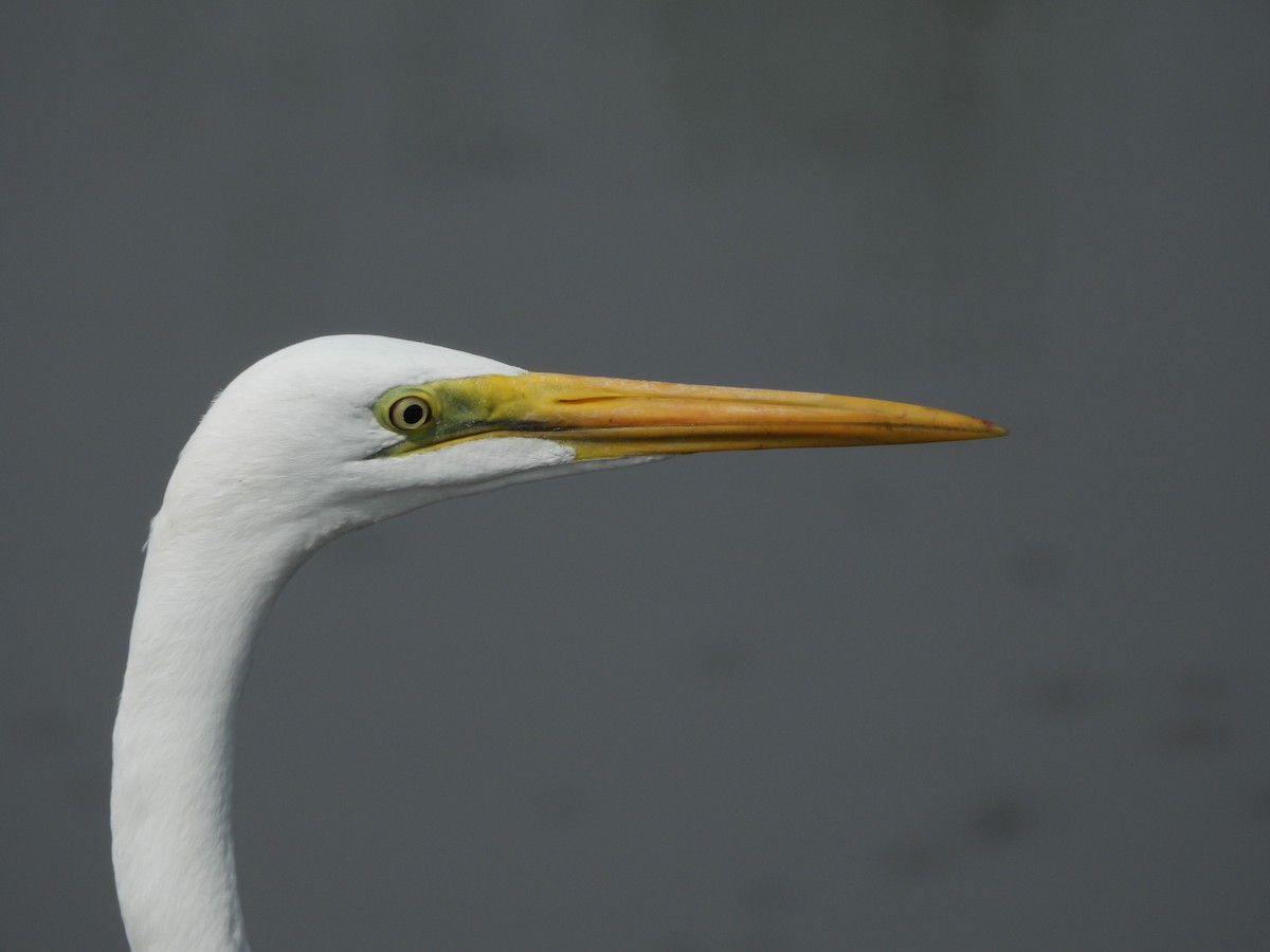 Great Egret - ML625471779